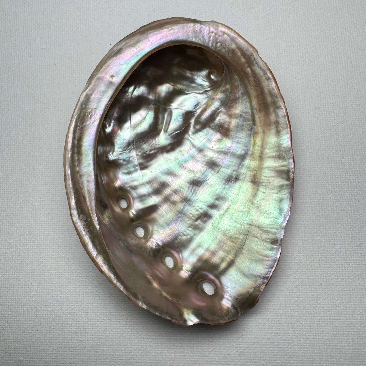 Haliotis discus