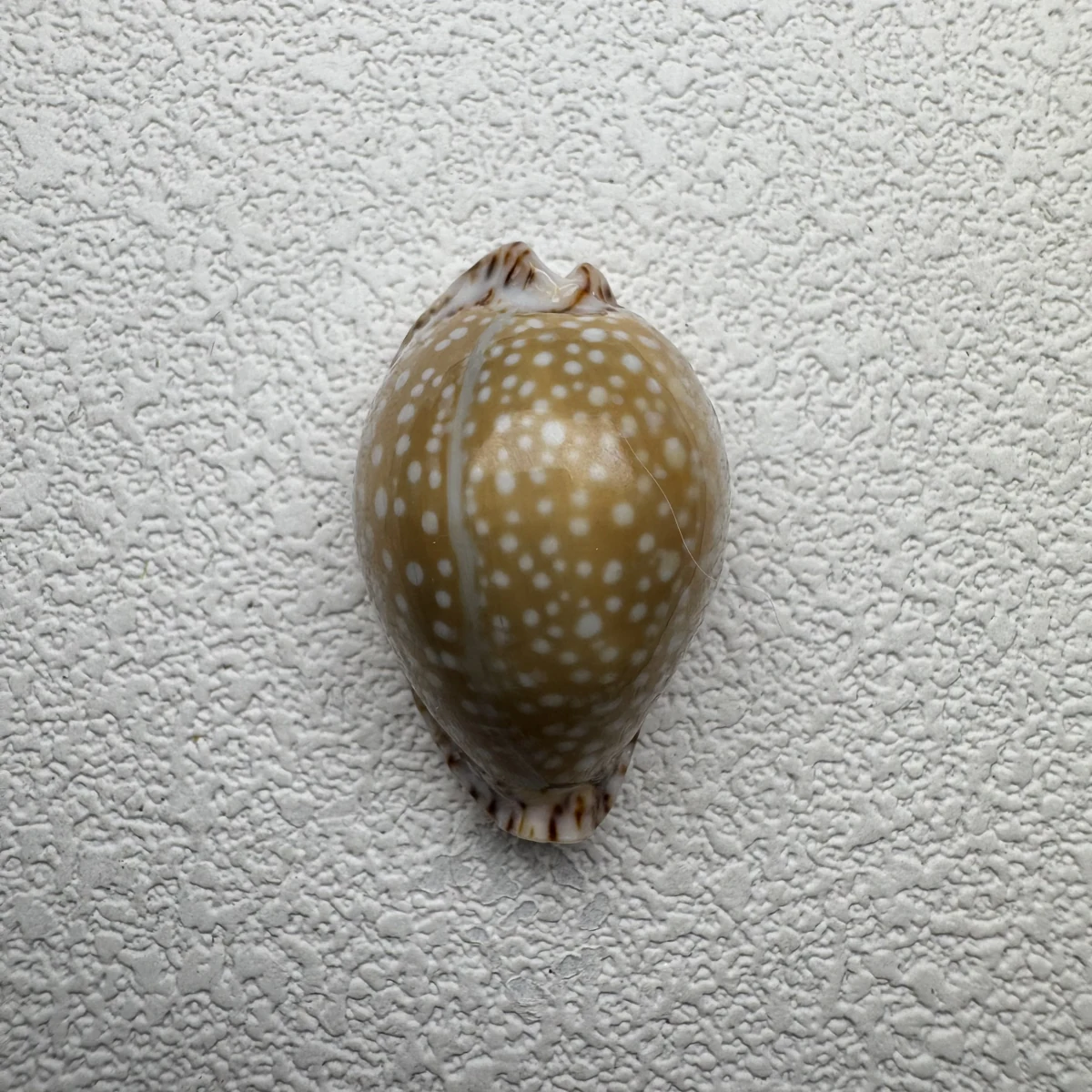 Naria lamarckii