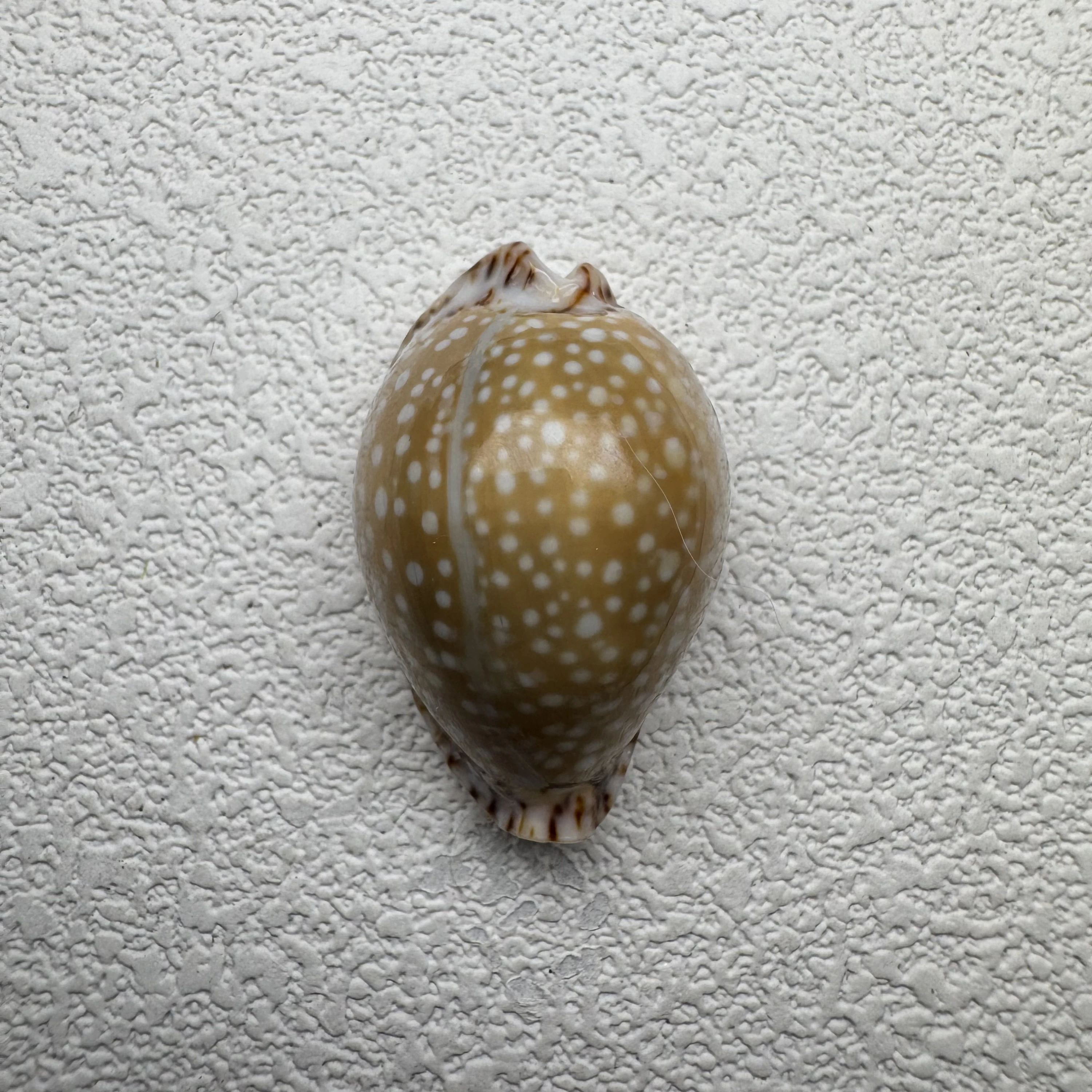 Naria lamarckii