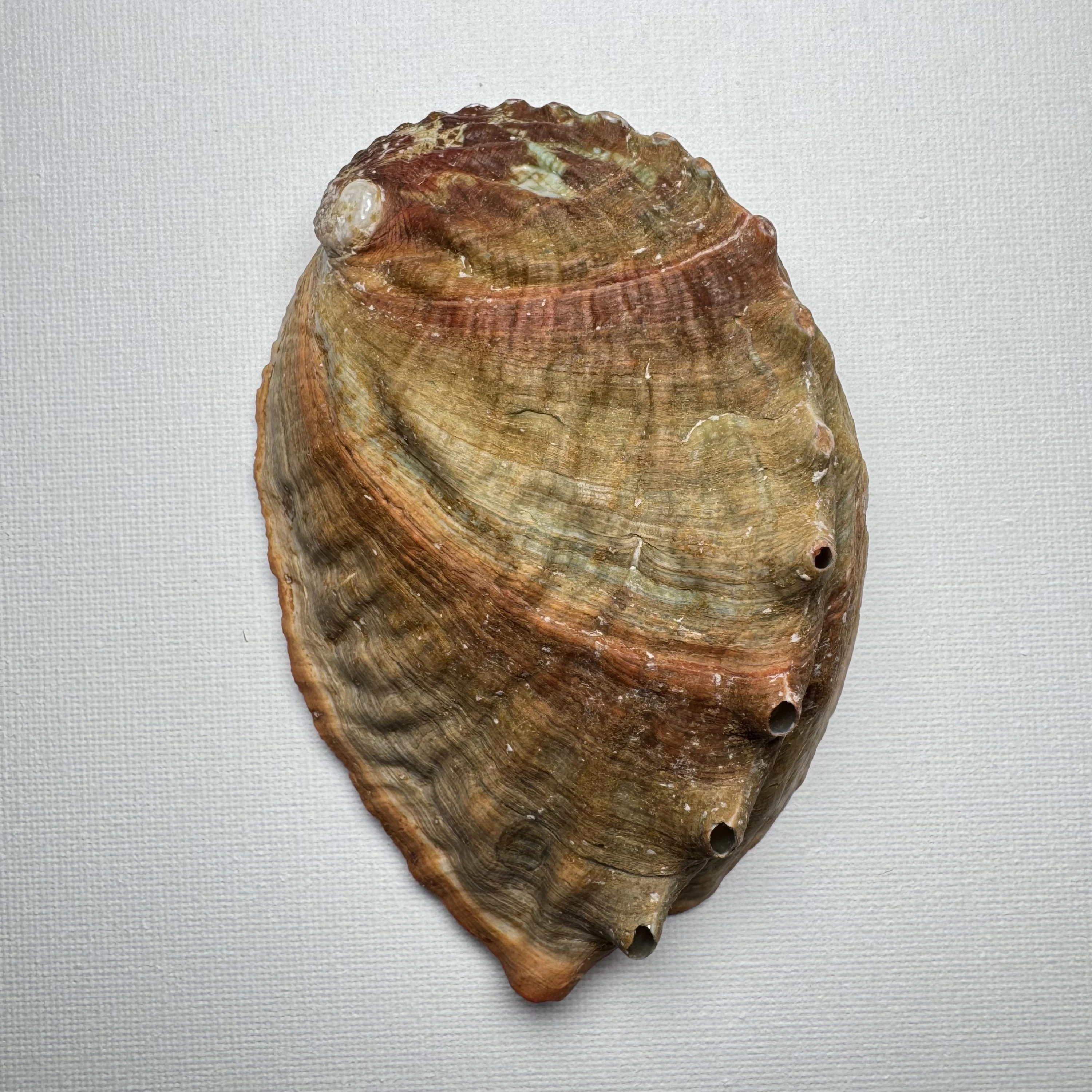 Haliotis discus