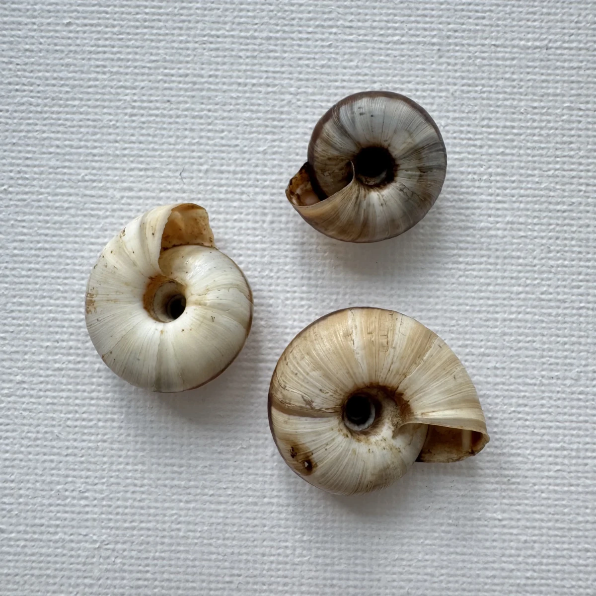 Laeocathaica carinifera