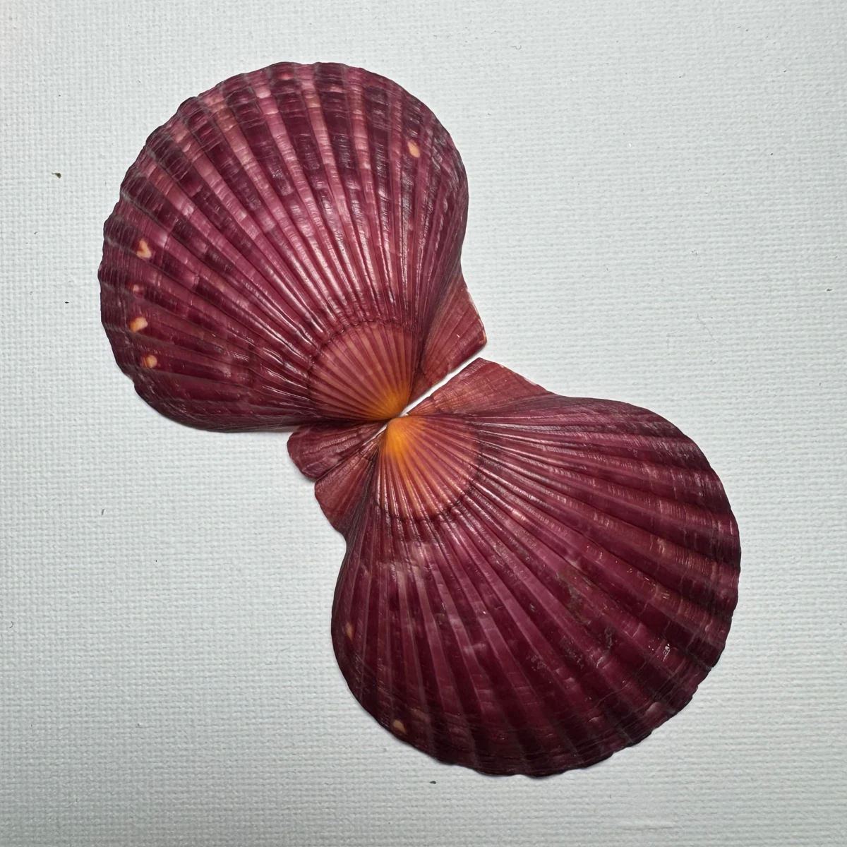 Argopecten irradians