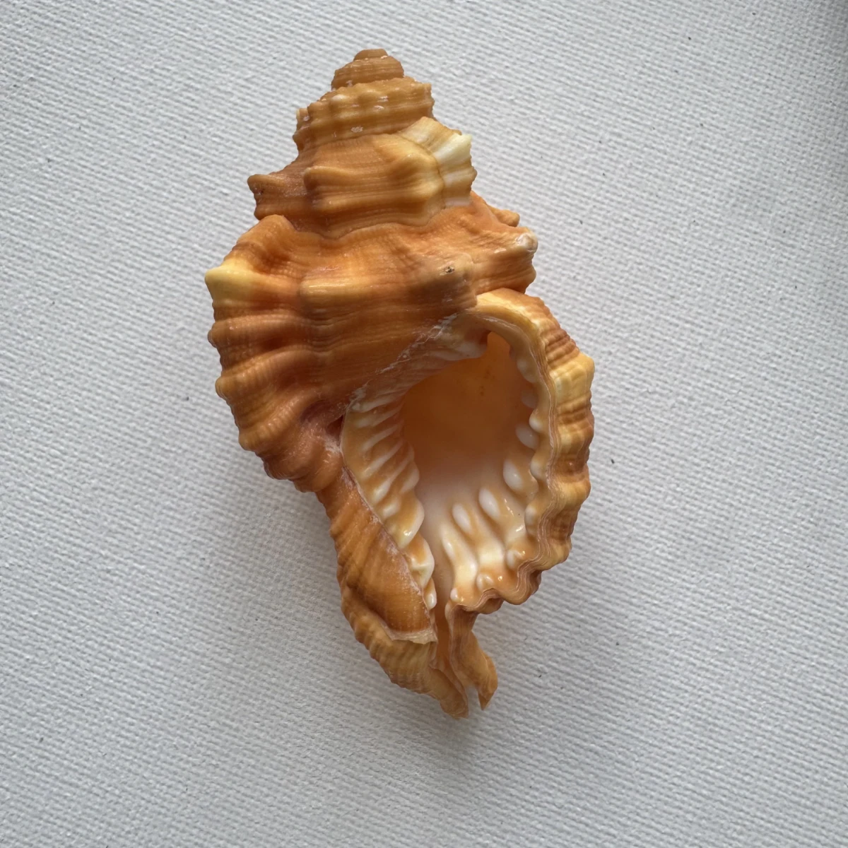 Ranularia pyrum