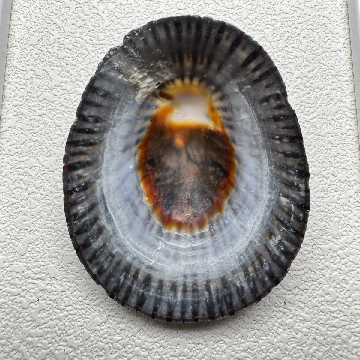 Cellana nigrolineata
