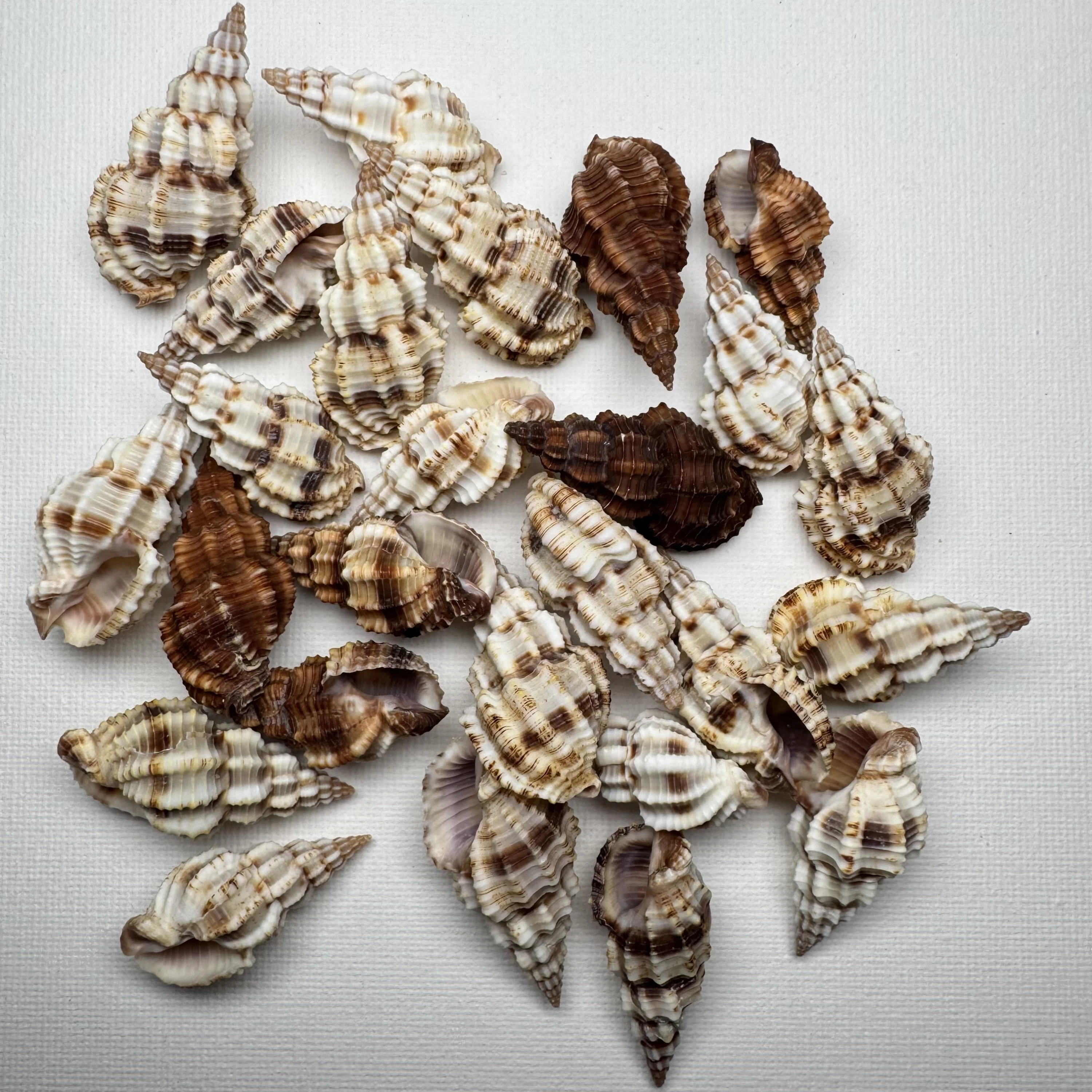 Phos senticosus