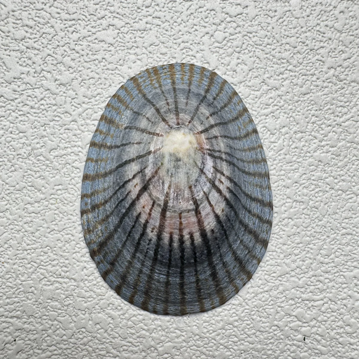 Cellana nigrolineata