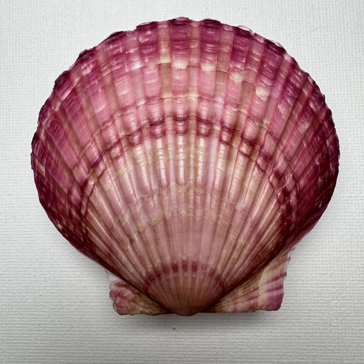 Argopecten irradians