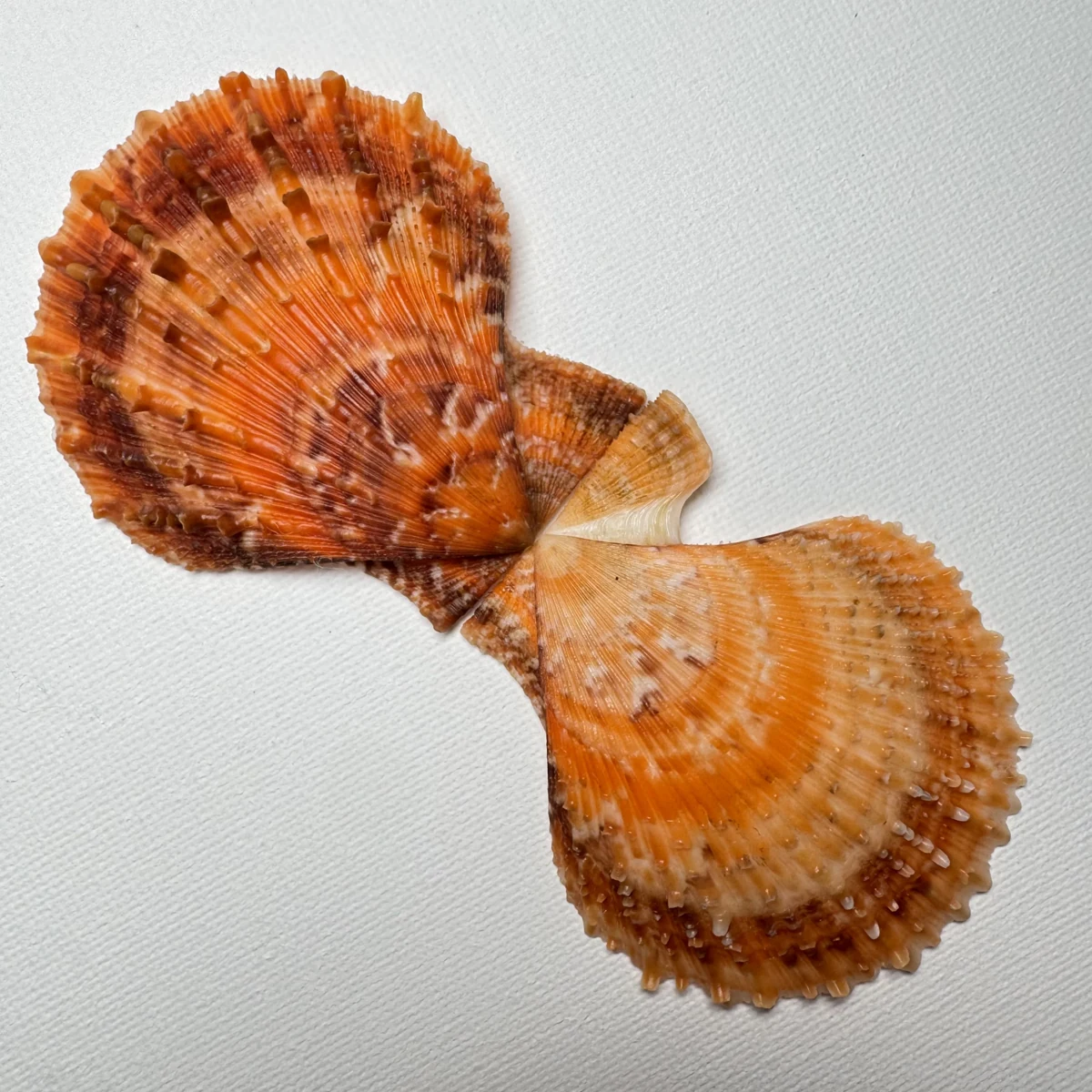 Scaeochlamys farreri