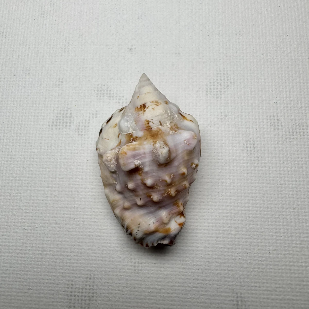 Lentigo pipus