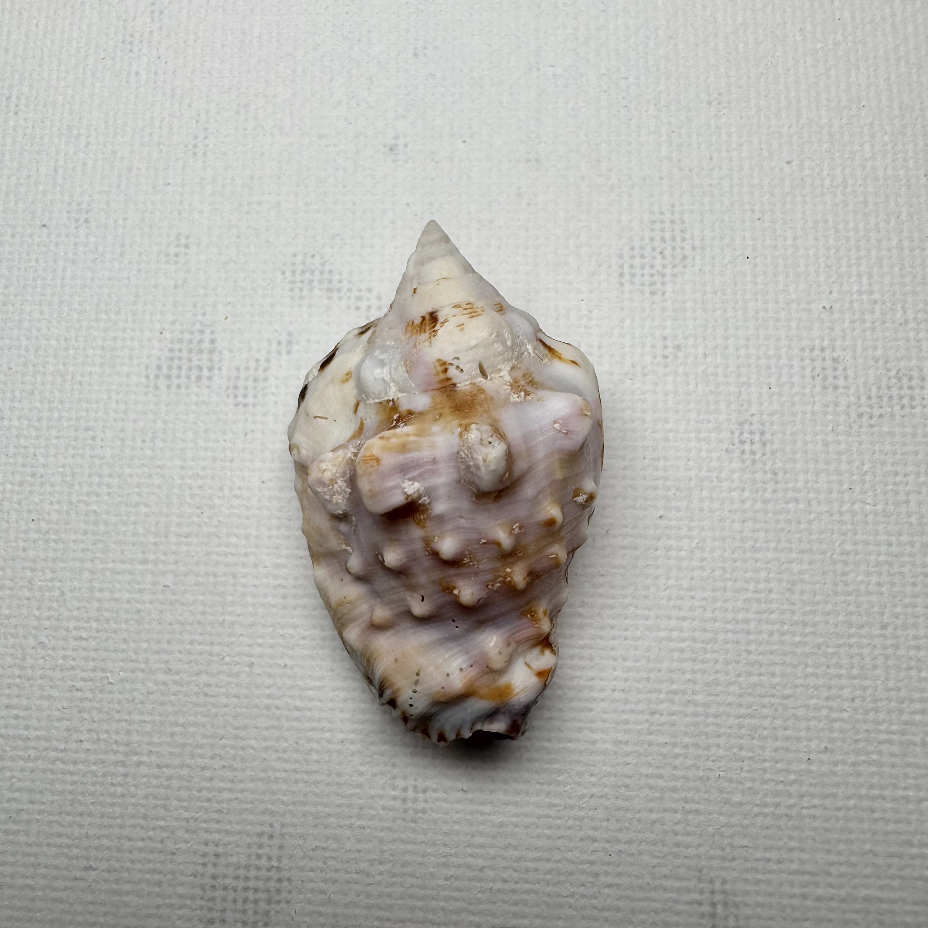 Lentigo pipus