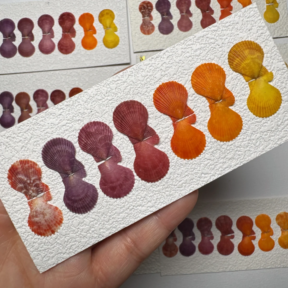 Mimachlamys crassicostata COLOR SET