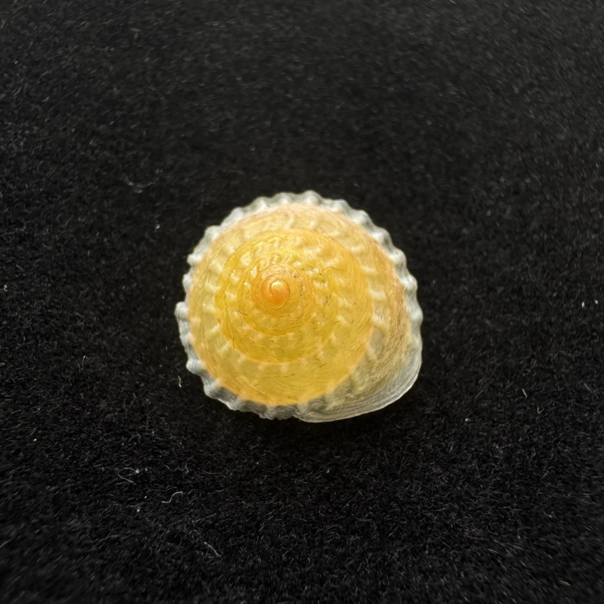 Latin：Geotrochatella martensi