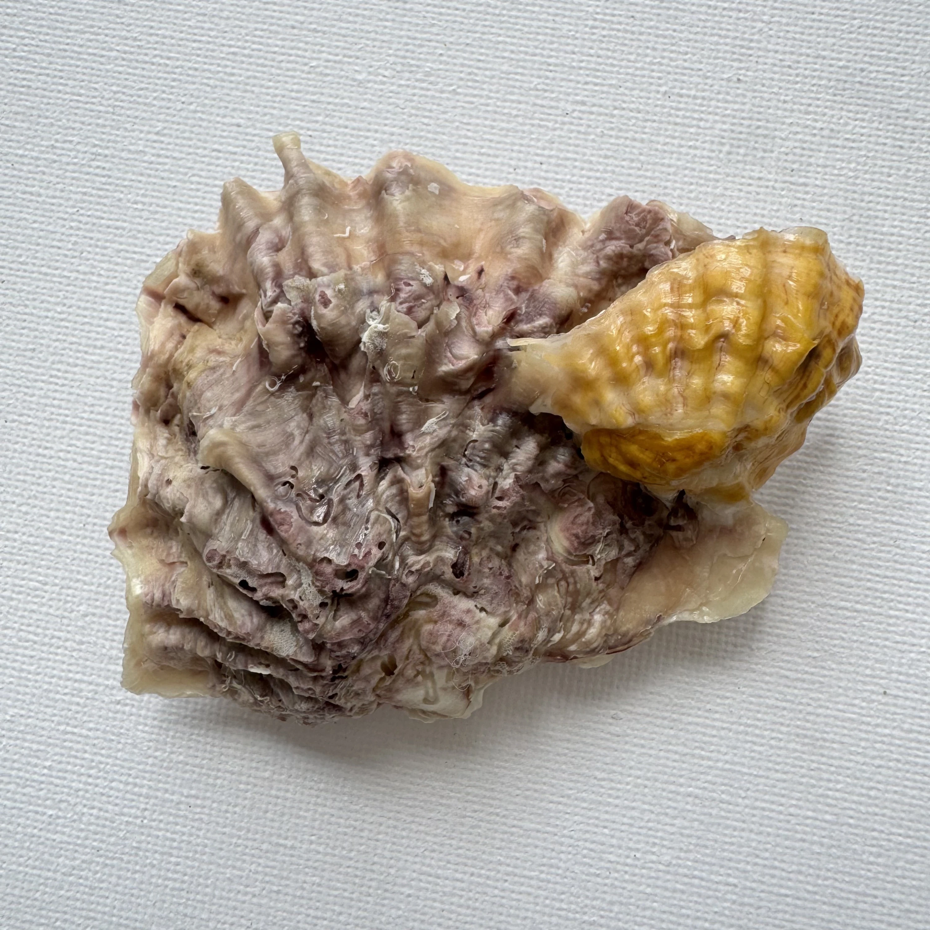 Alectryonella plicatula .+Dendostrea folium(yellow)