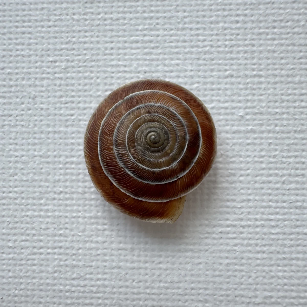 Laeocathaica carinalis