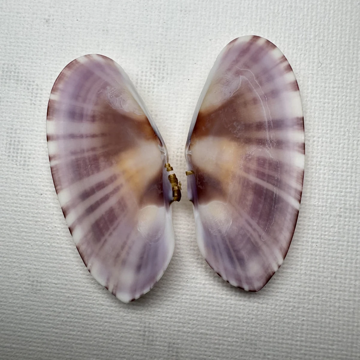 Psammobia radiata
