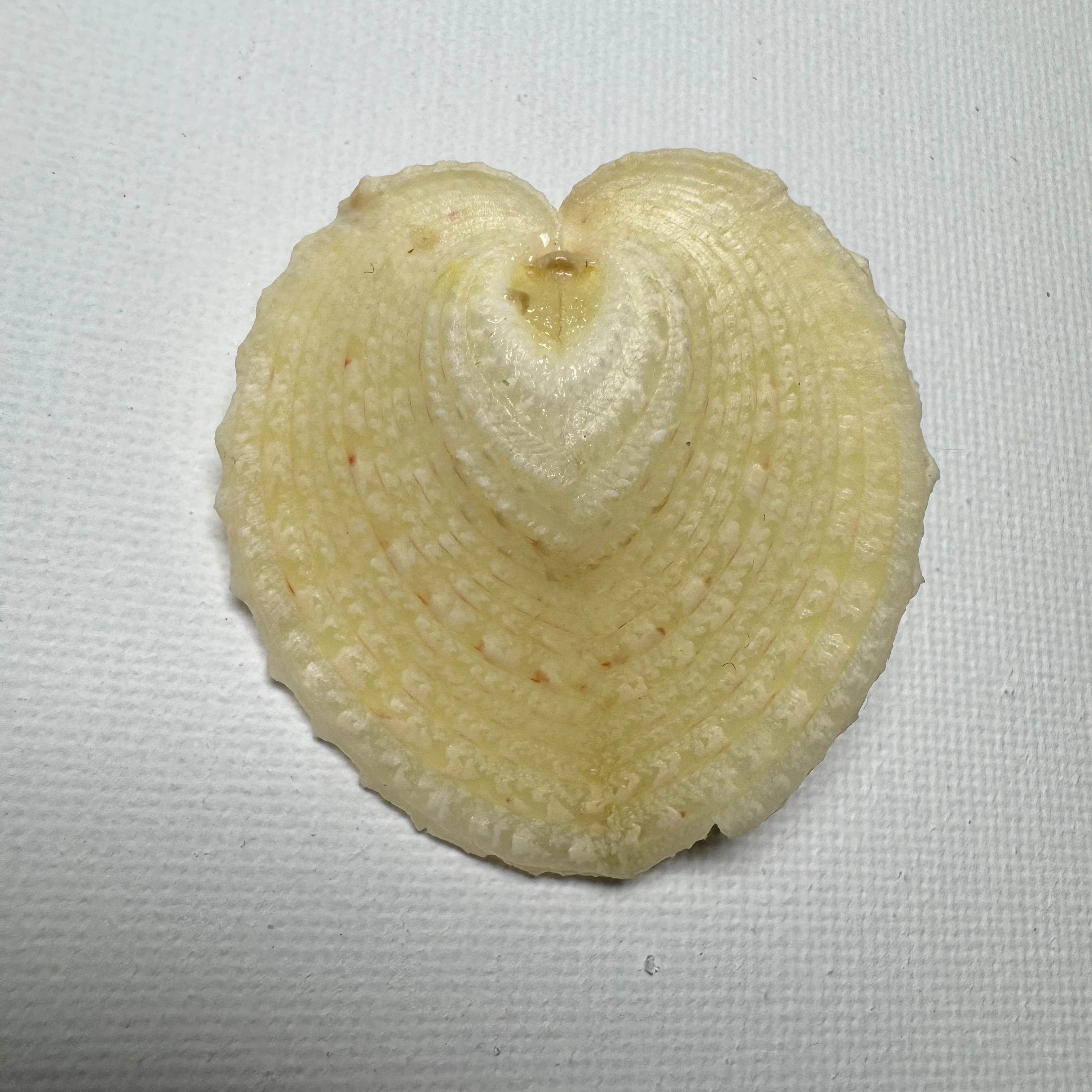 Corculum cardissa