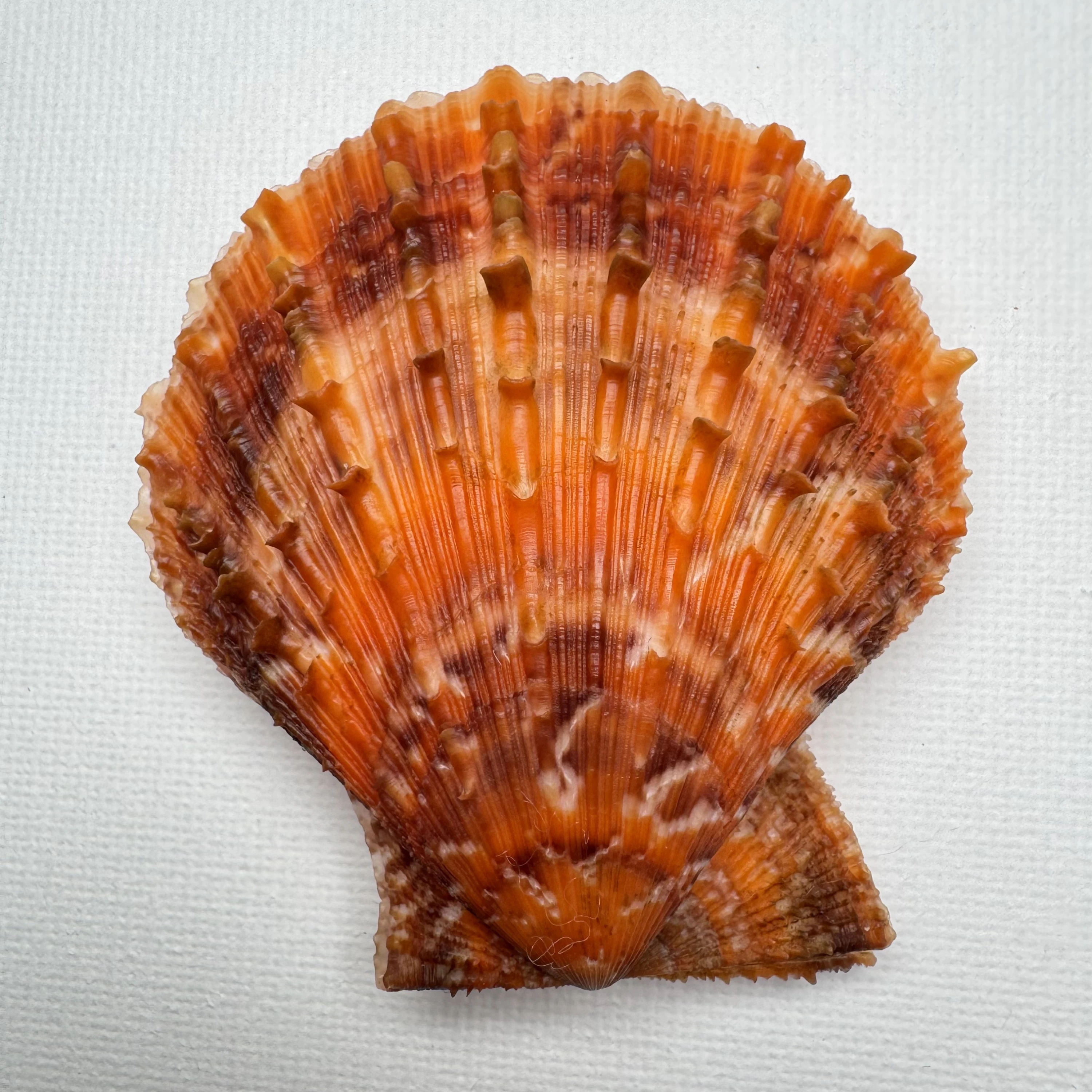 Scaeochlamys farreri