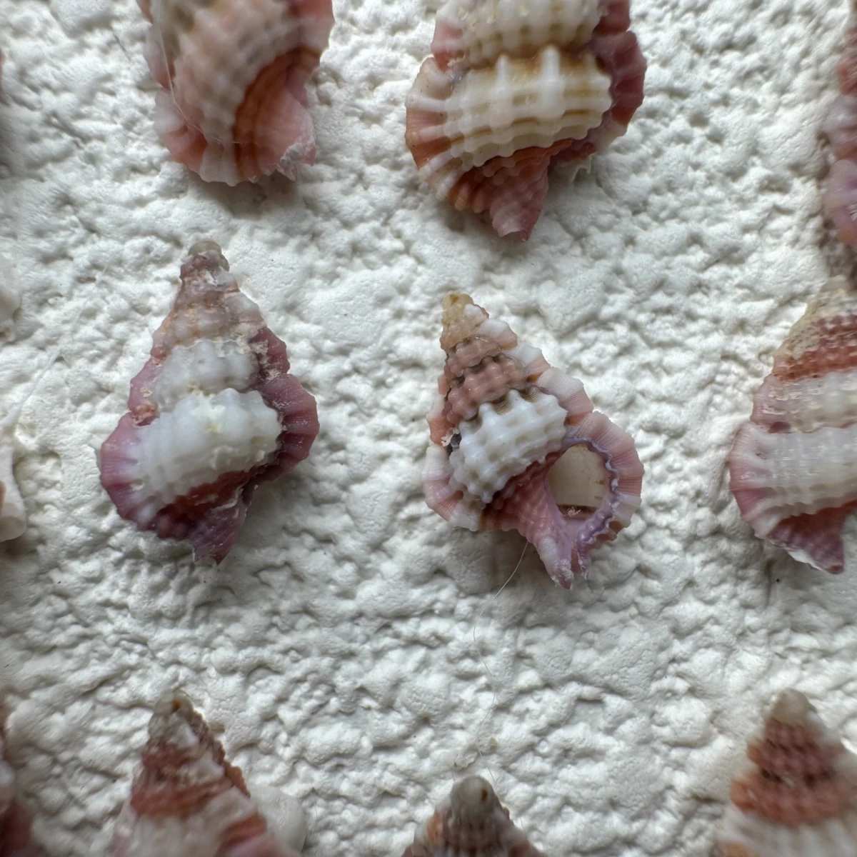 Gyrineum lacunatum