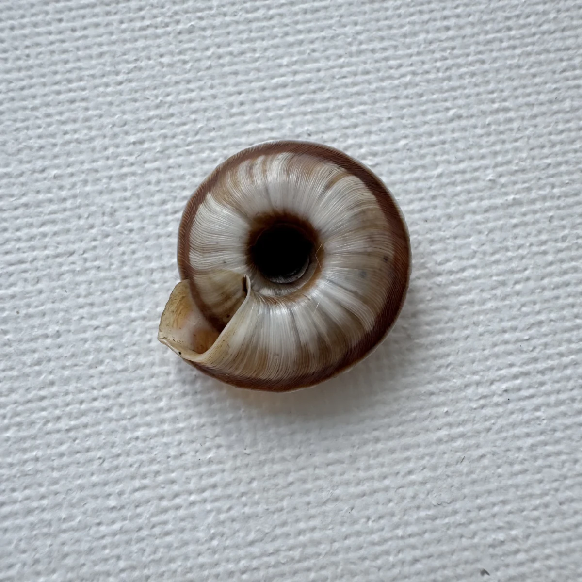 Laeocathaica carinalis