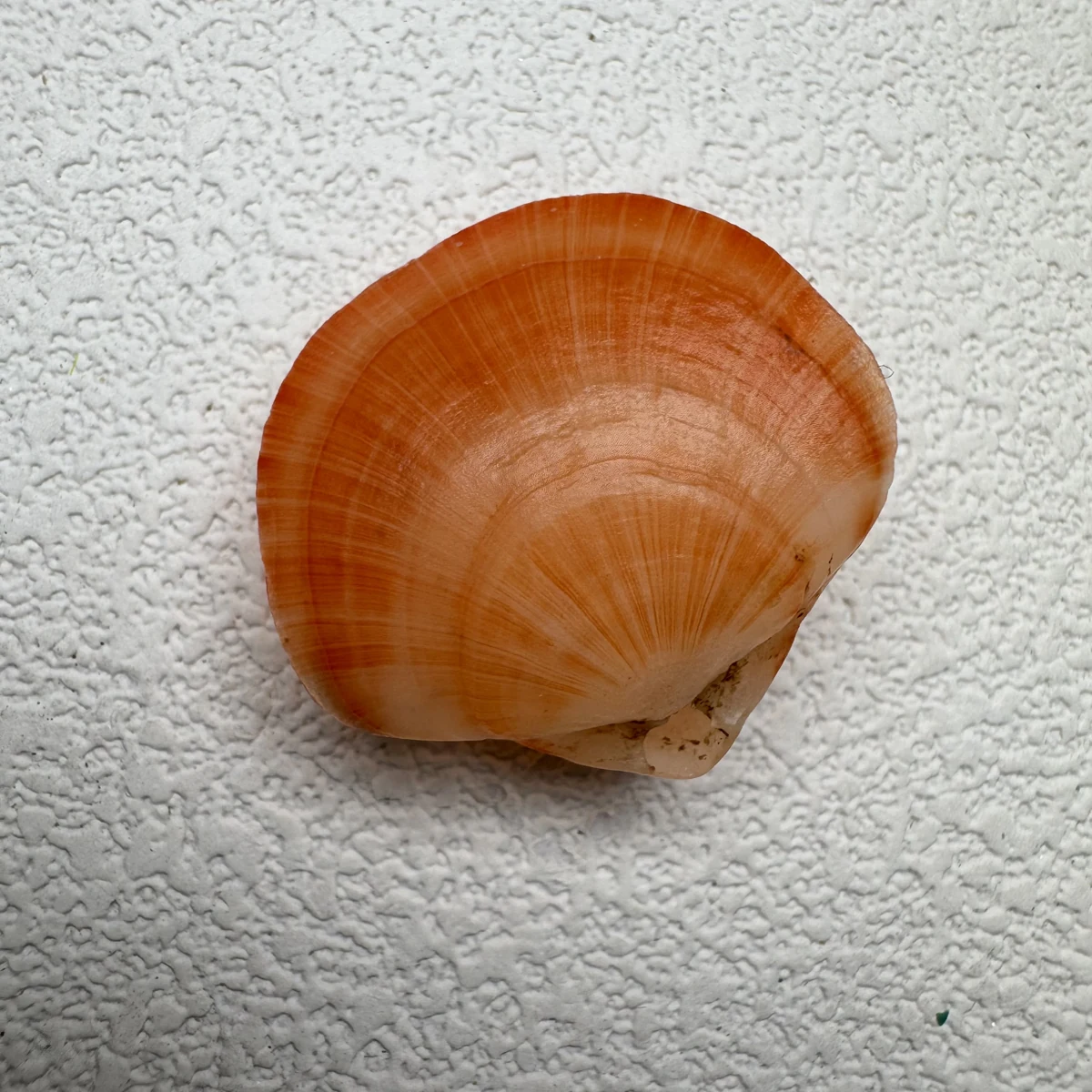 Terebratalia coreanica