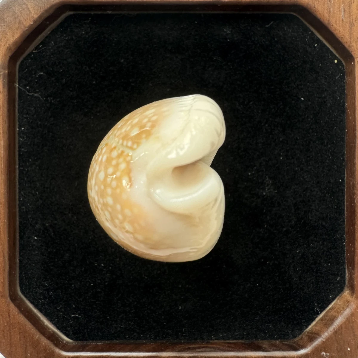 Naria miliaris