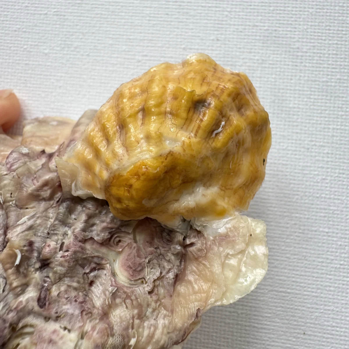 Alectryonella plicatula .+Dendostrea folium（yellow）