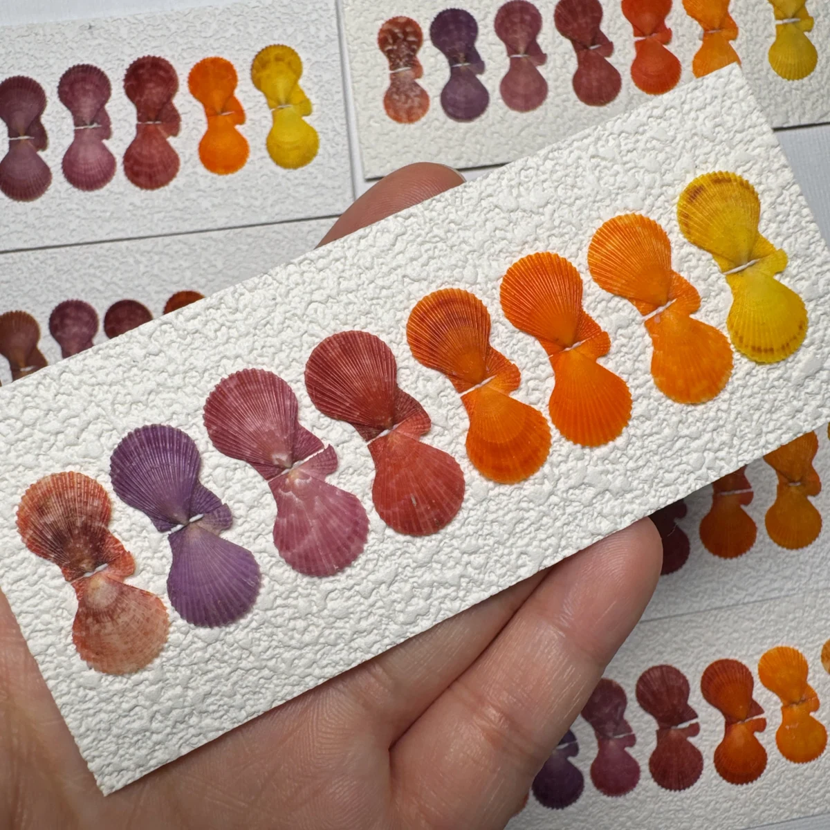 Mimachlamys crassicostata COLOR SET