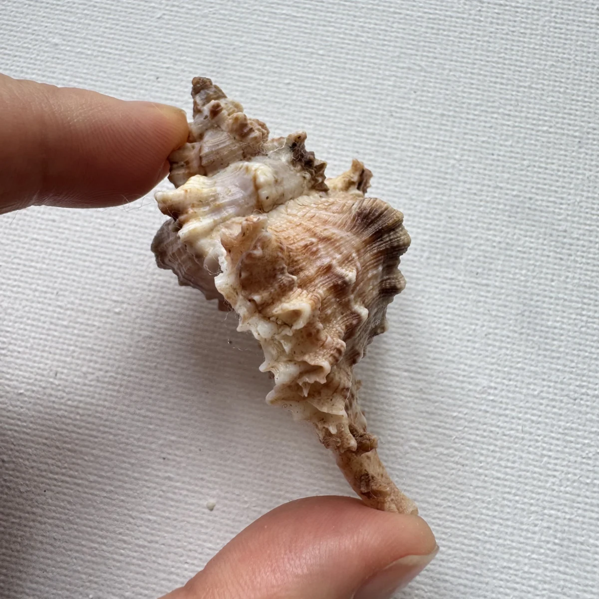 Chicoreus asianus