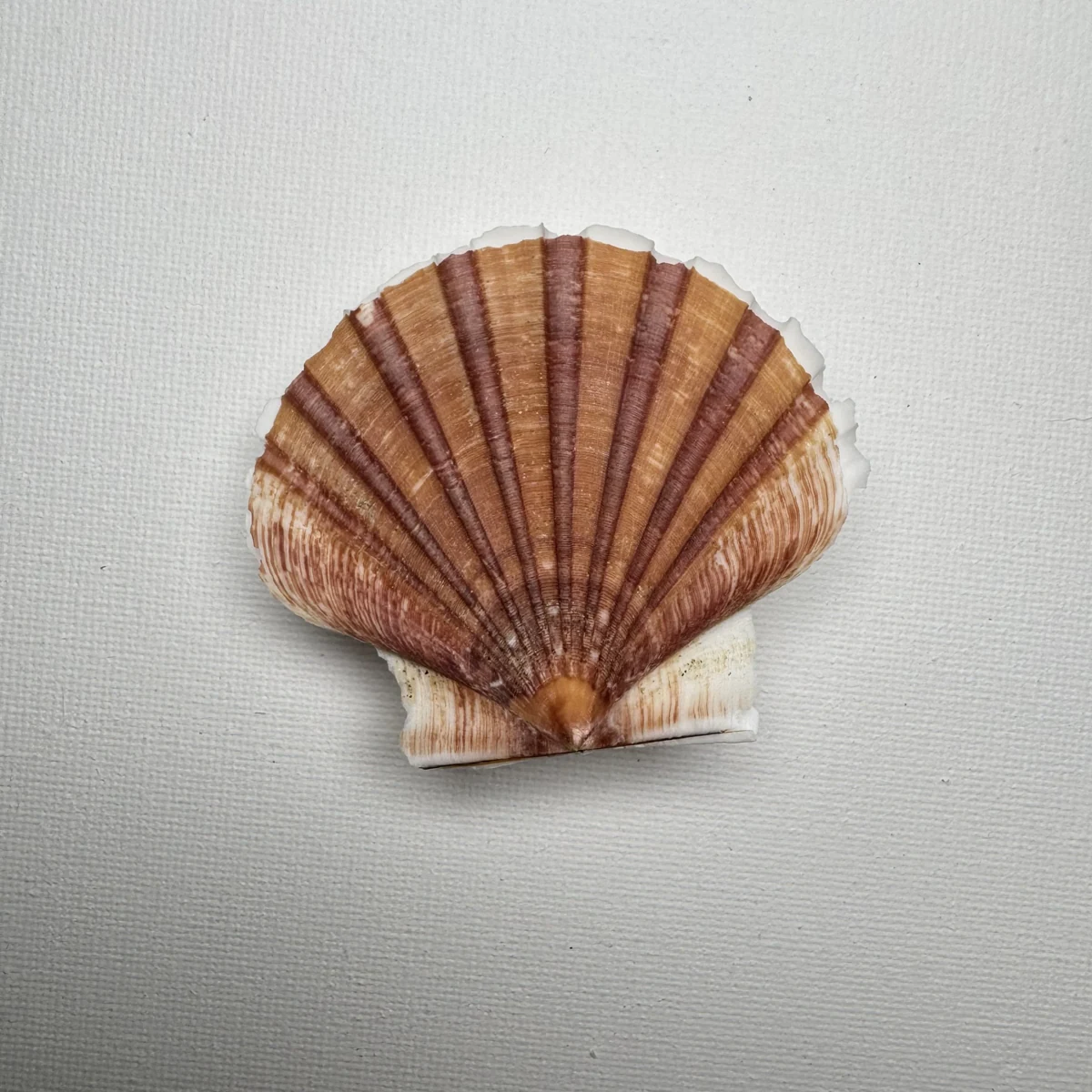 Pecten albicans
