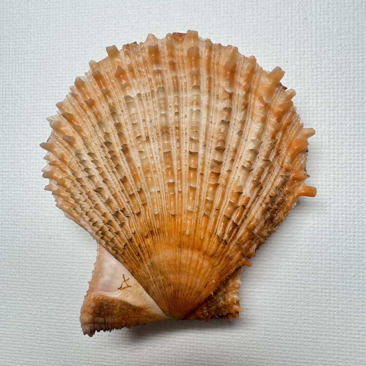 Scaeochlamys farreri