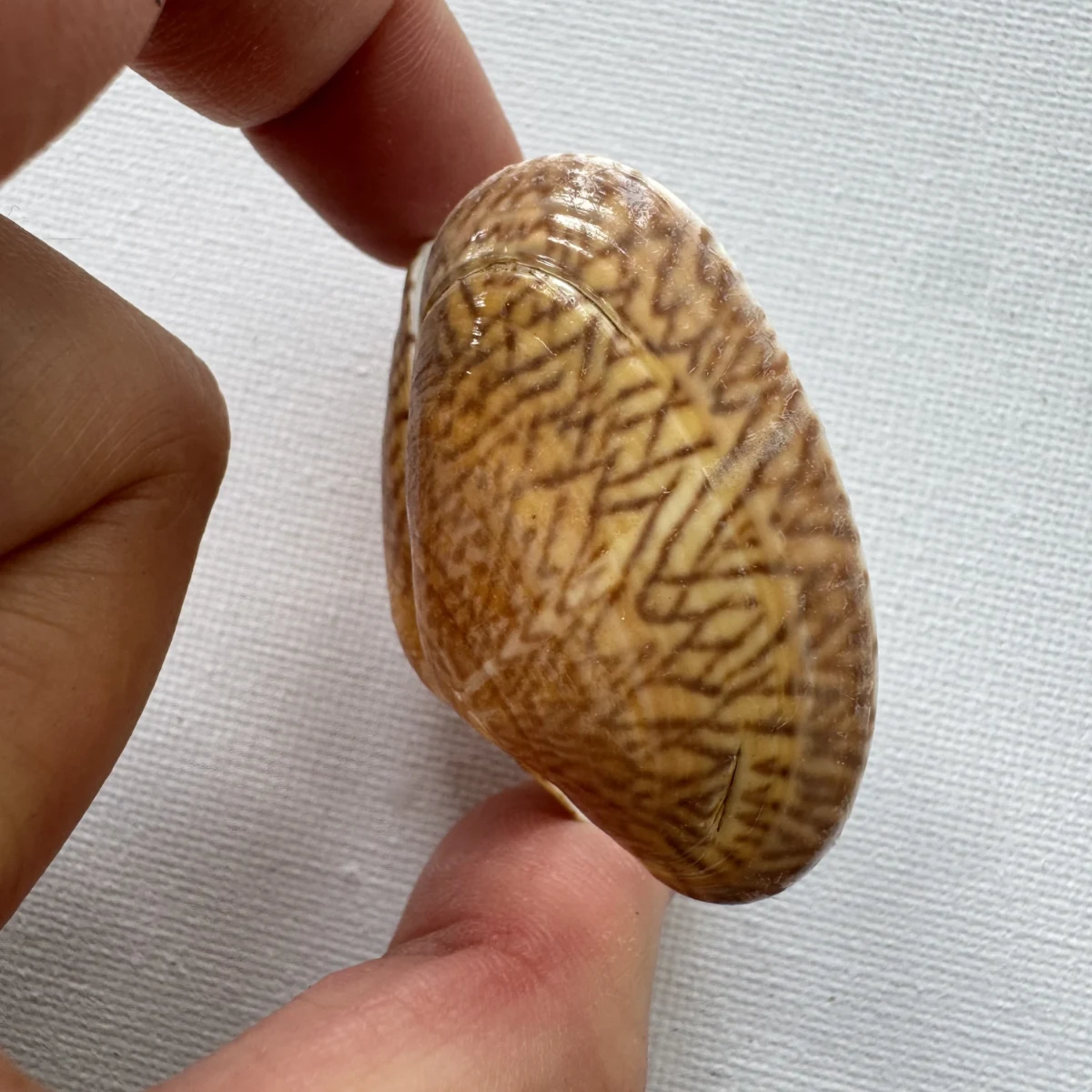  Paphia undulata