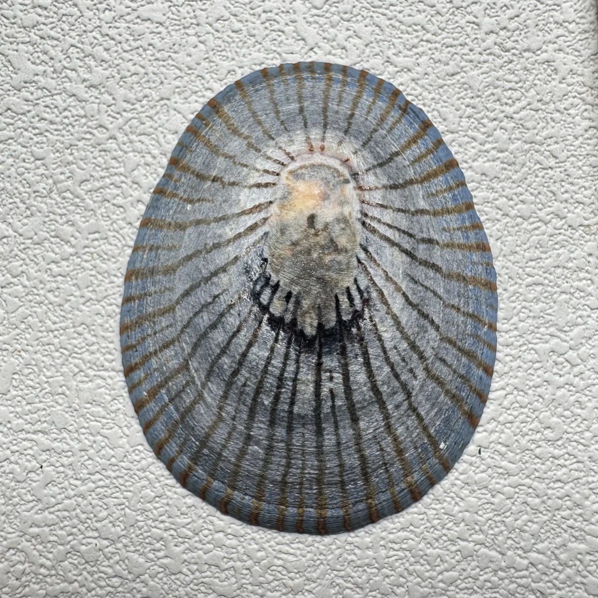 Cellana nigrolineata