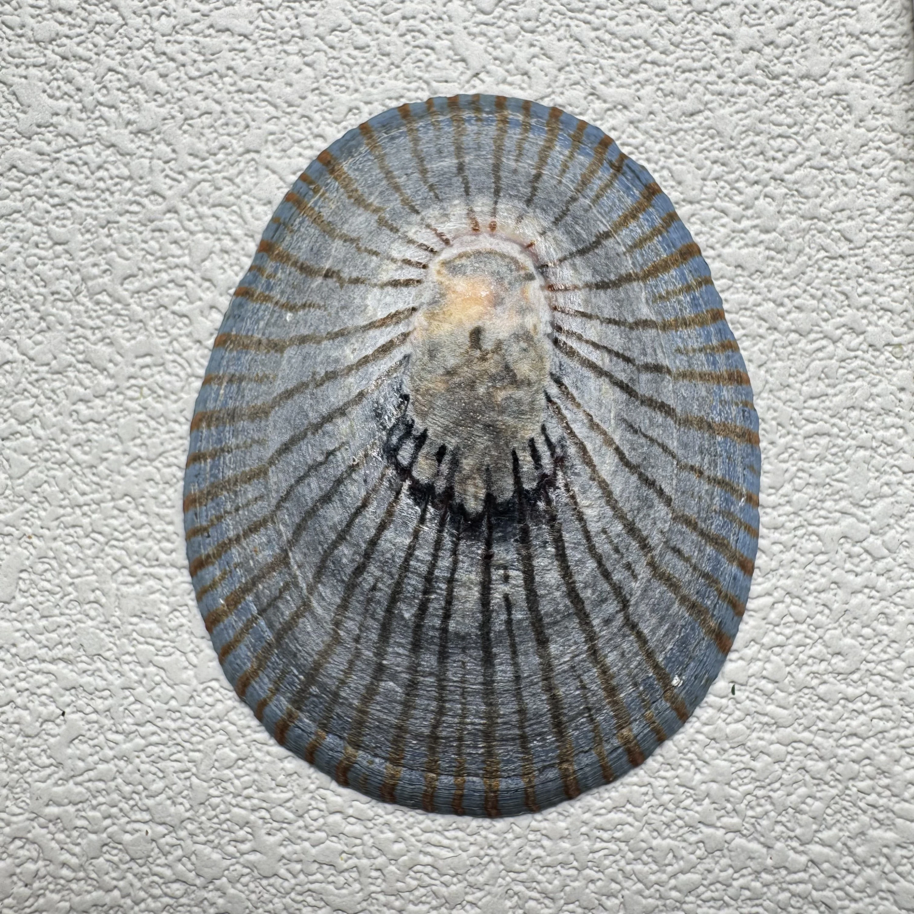 Cellana nigrolineata