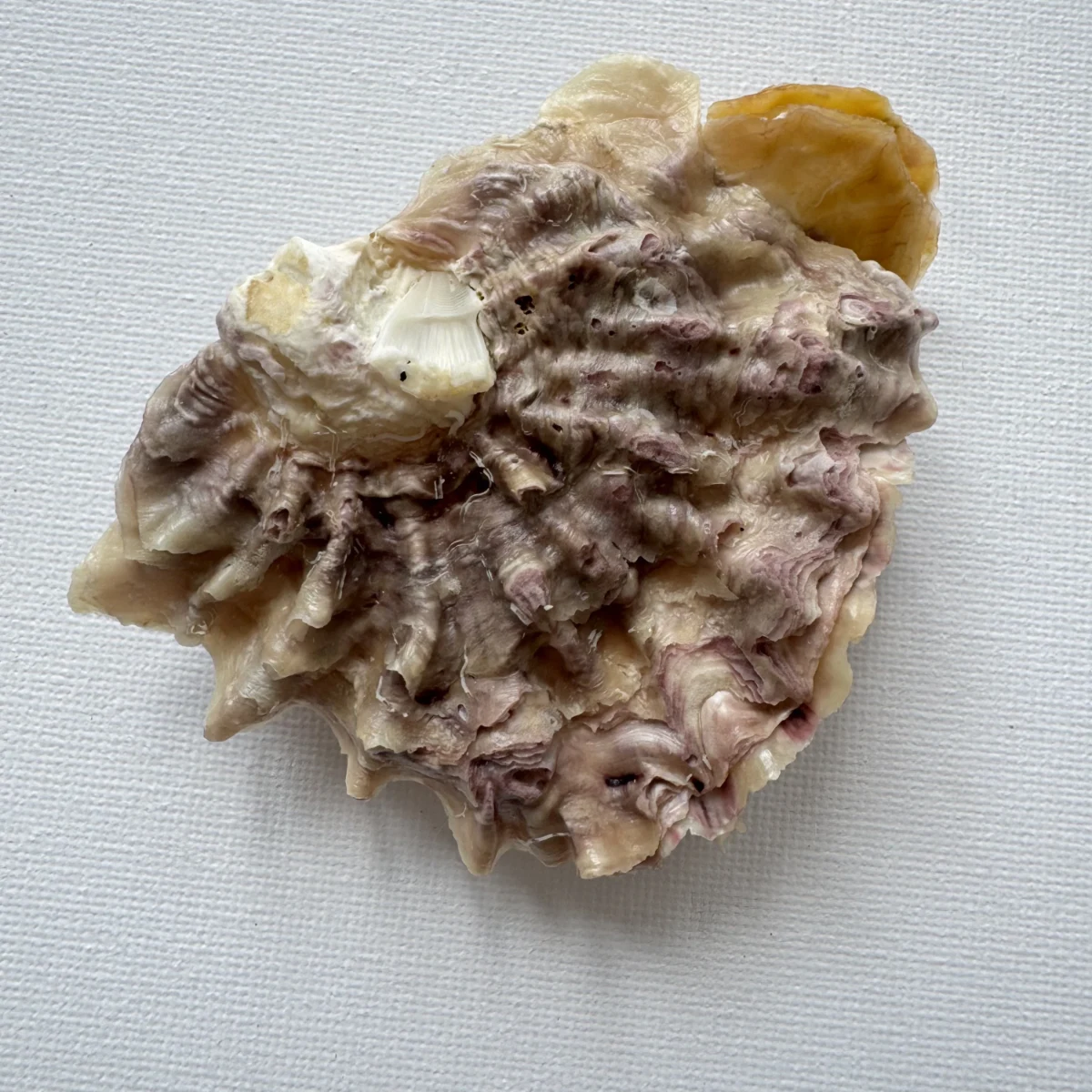 Alectryonella plicatula .+Dendostrea folium（yellow）