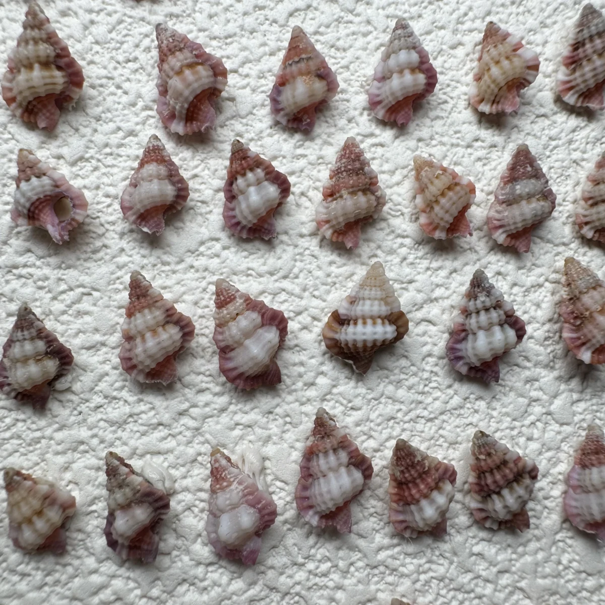 Gyrineum lacunatum