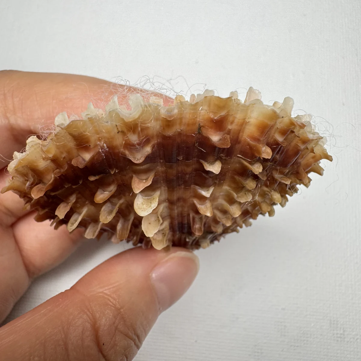 Scaeochlamys farreri