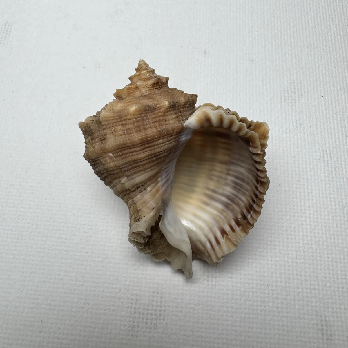 Rapana bezoar