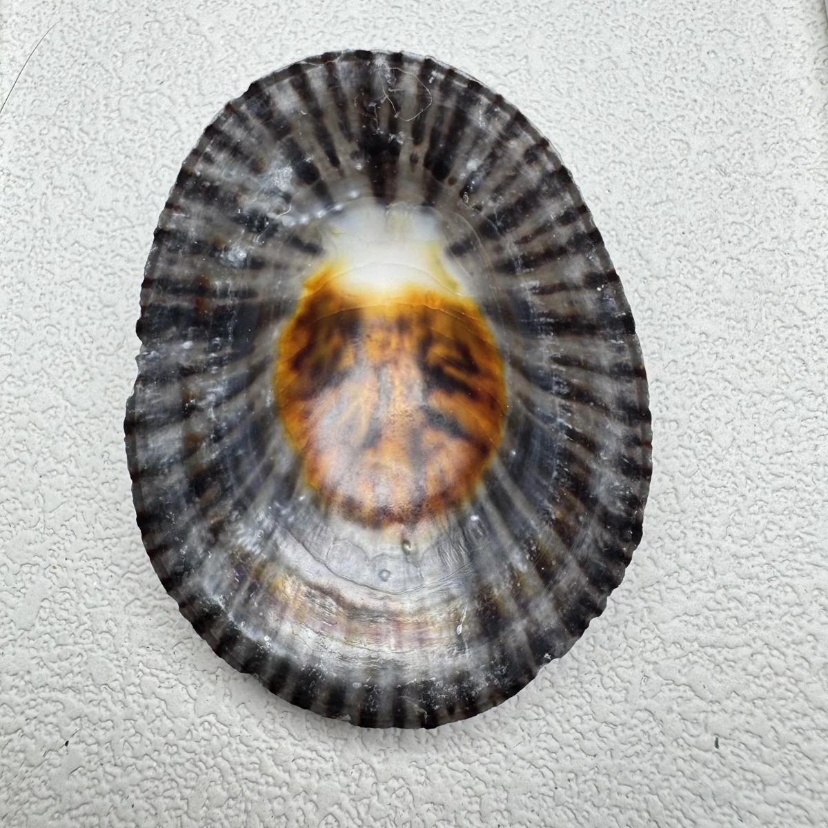 Cellana nigrolineata