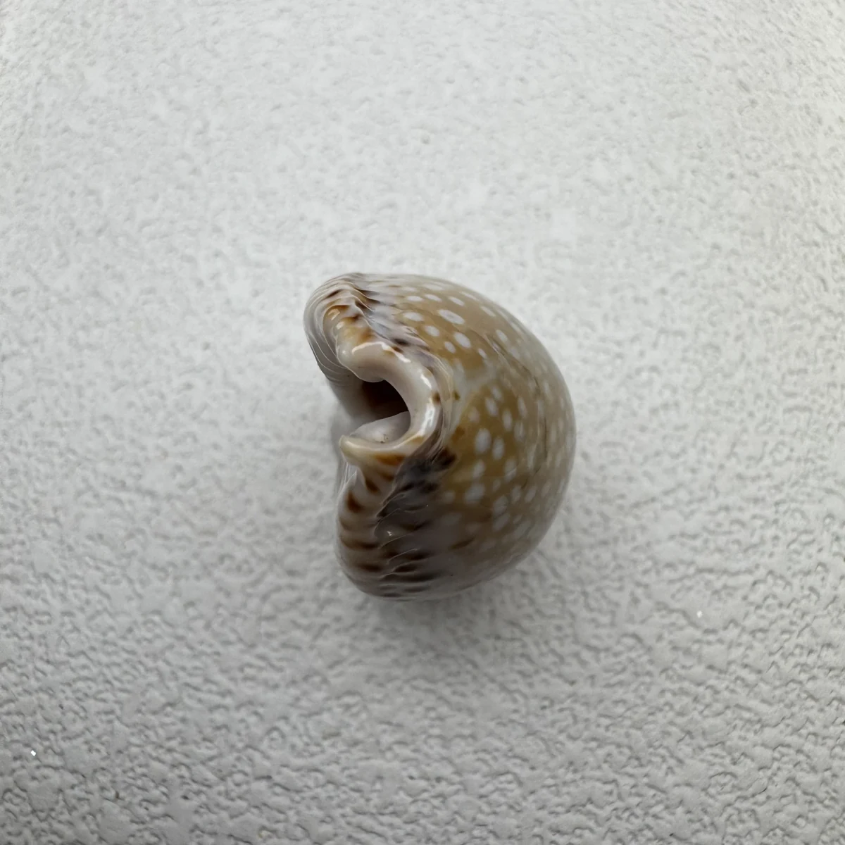 Naria lamarckii