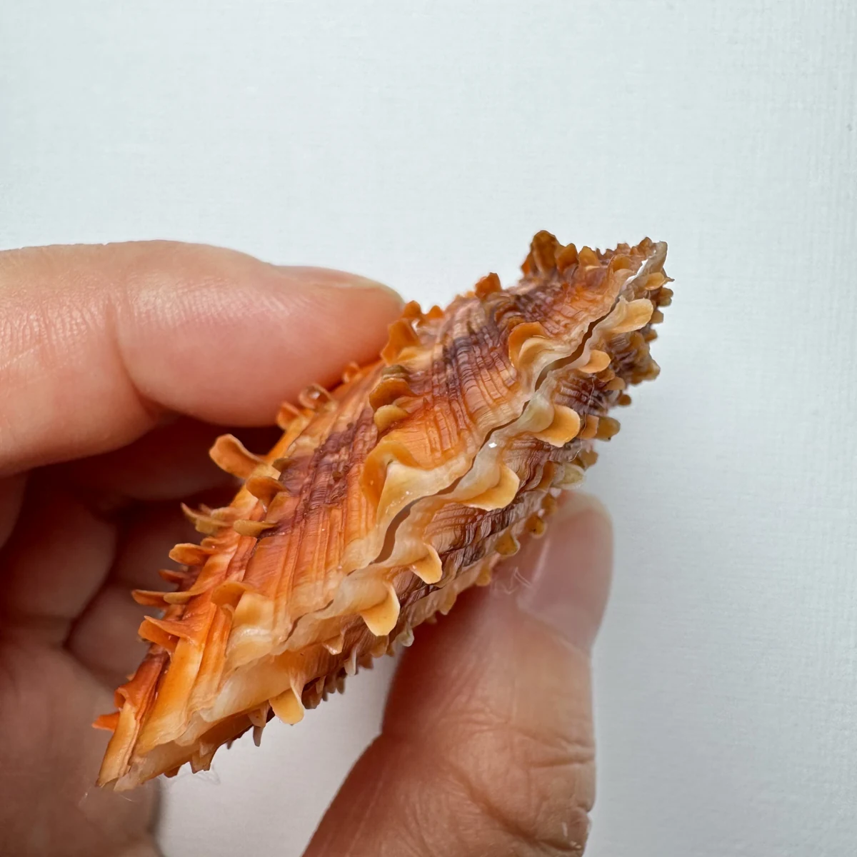 Scaeochlamys farreri