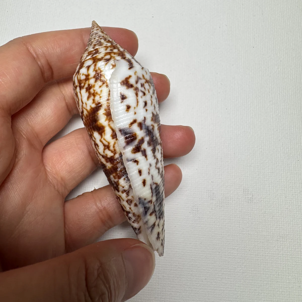Conus australis