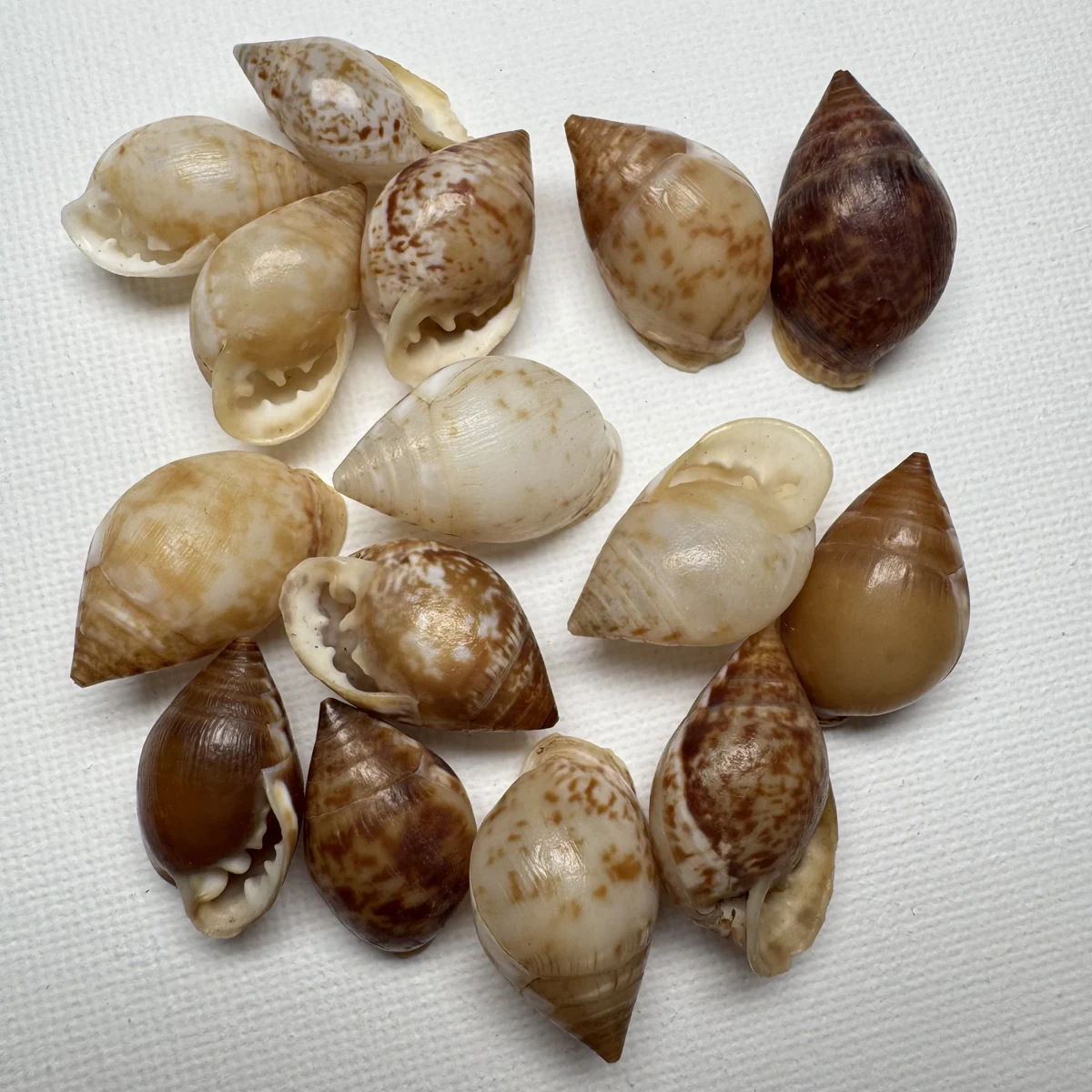 Pythia pantherina