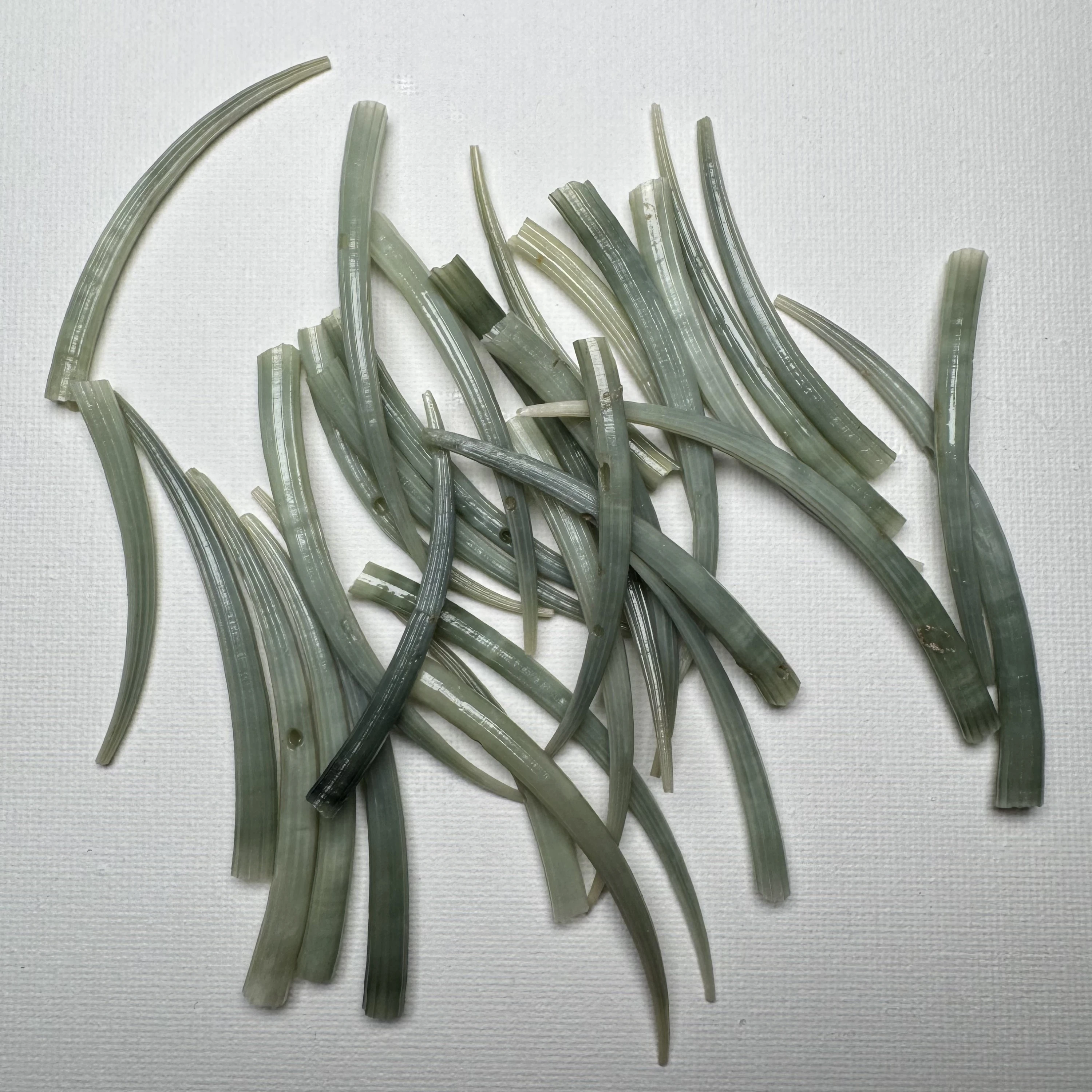 Dentalium aprinum