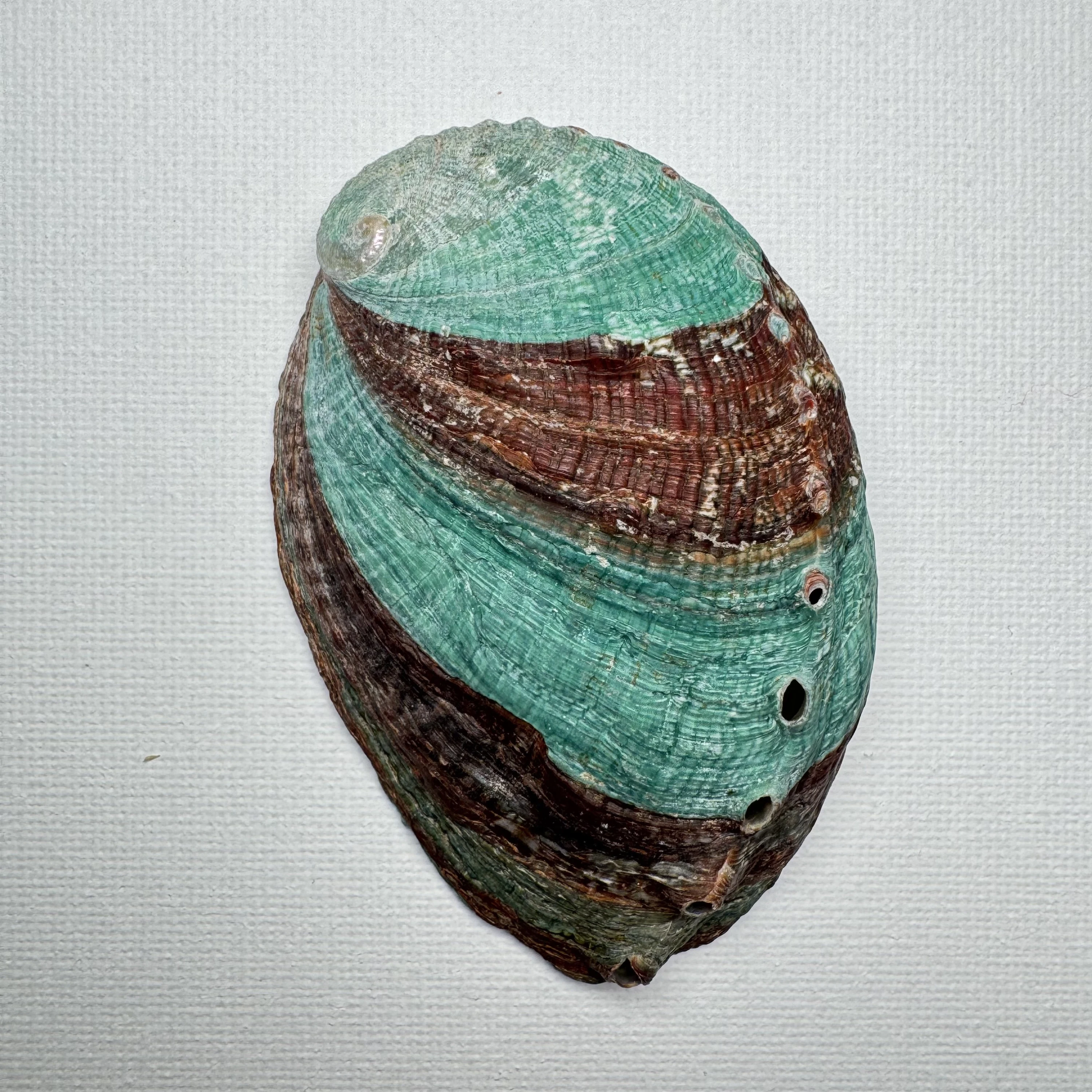Haliotis discus hannai