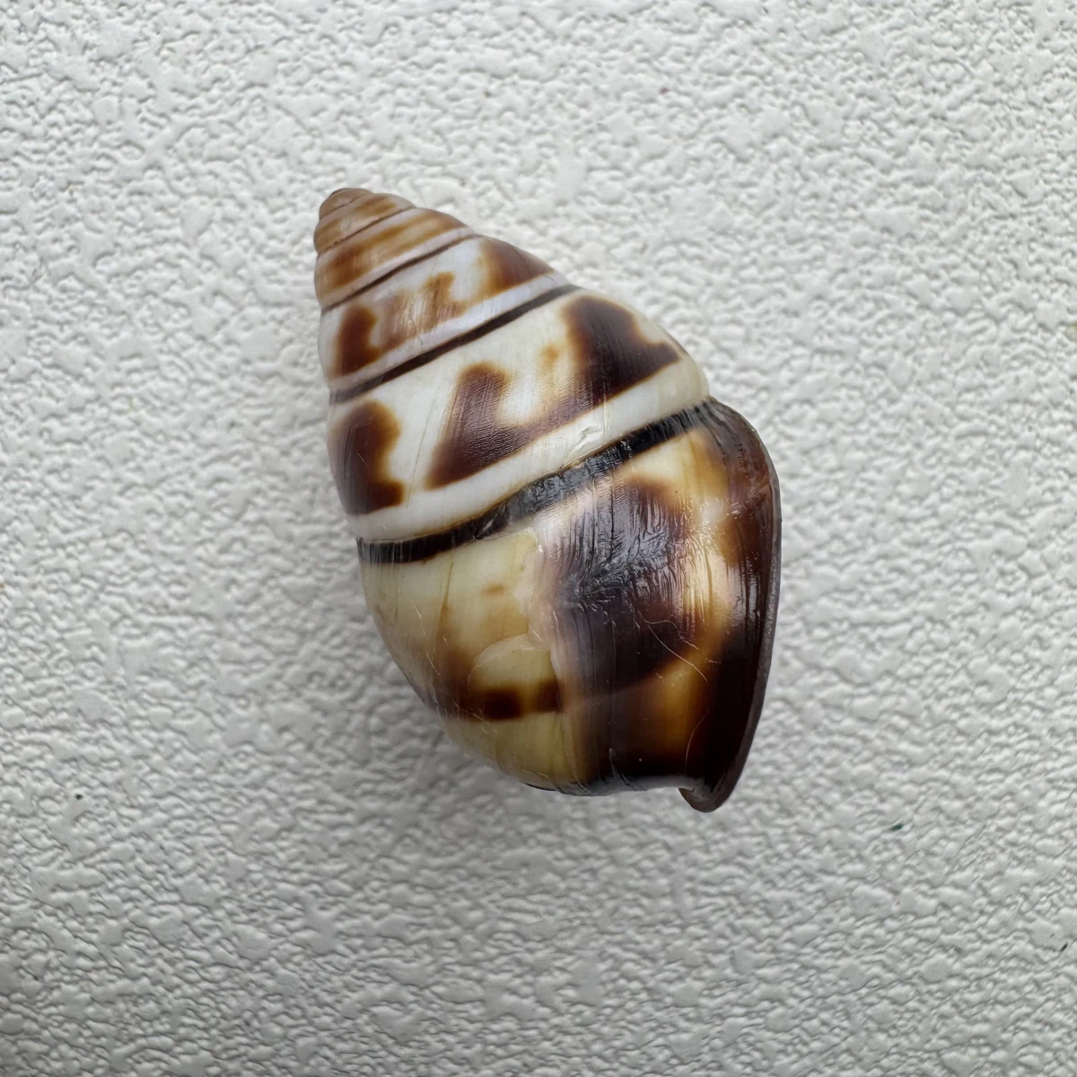 Aegistohadra zhangdanae 