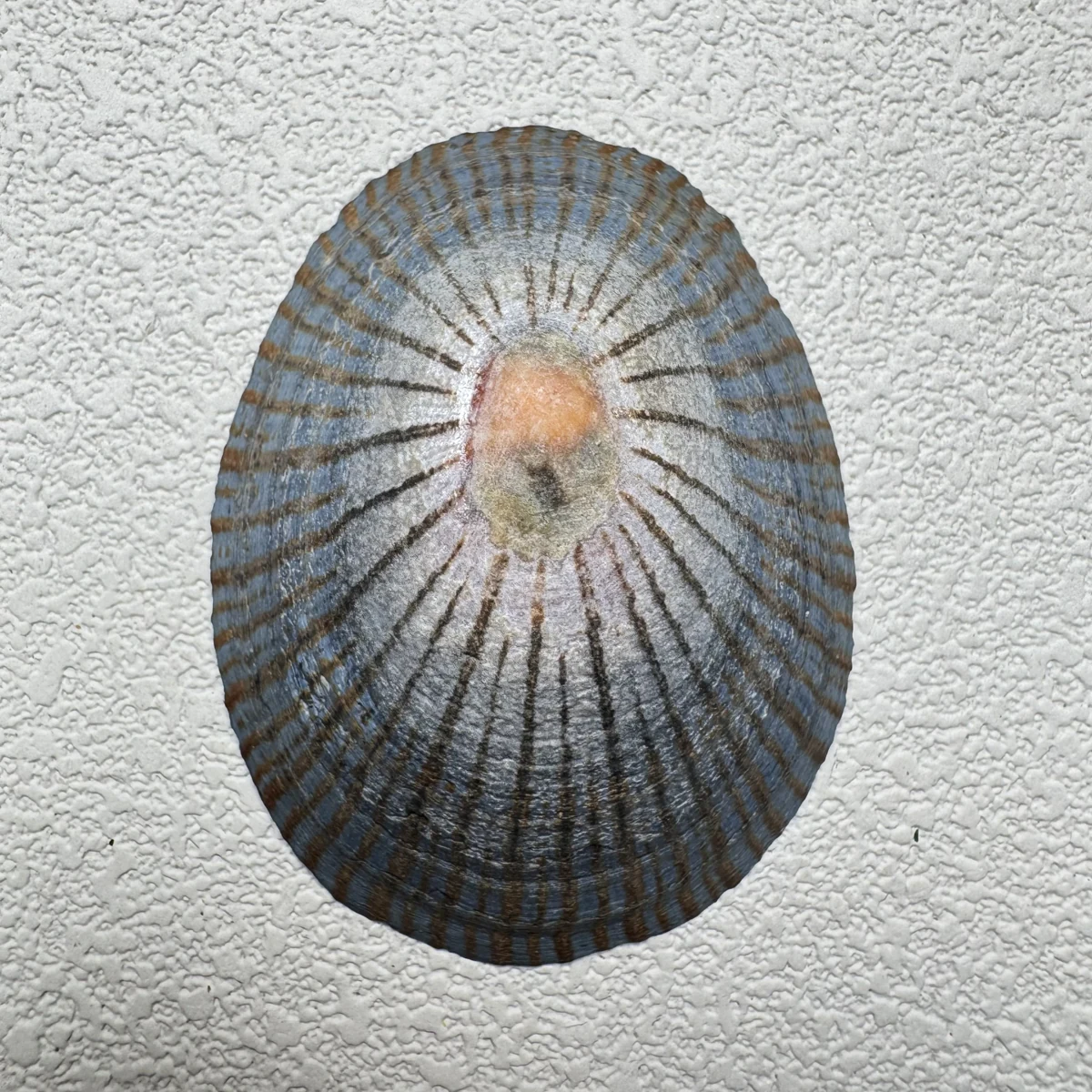 Cellana nigrolineata