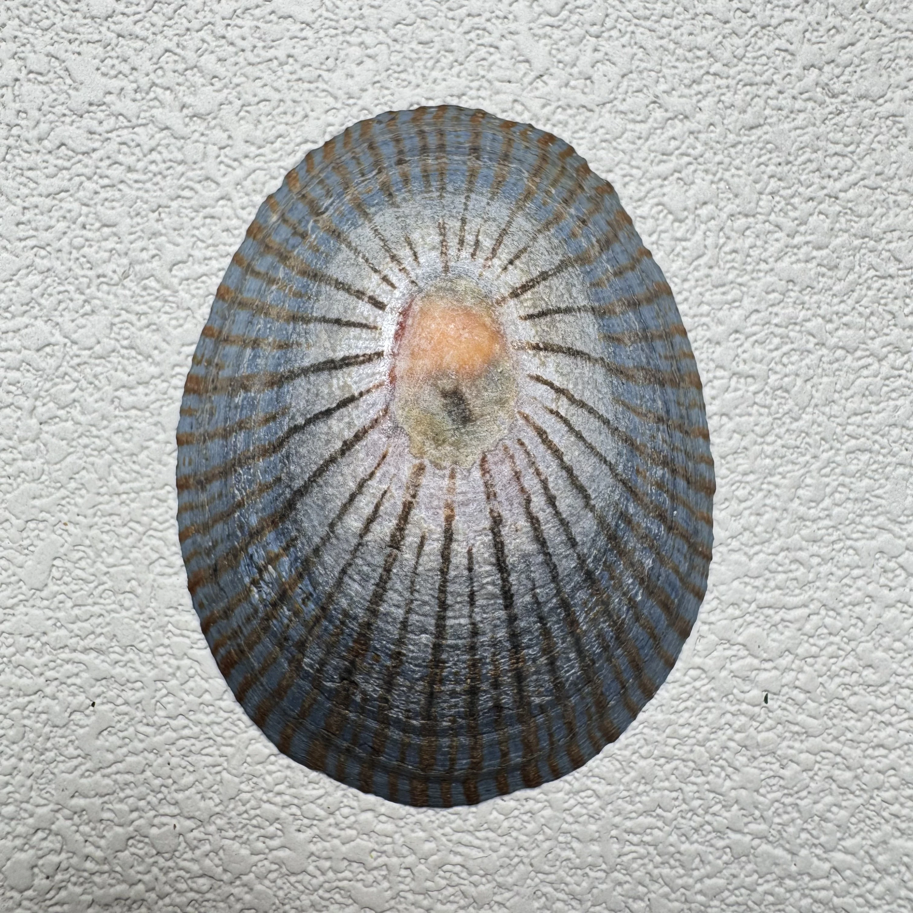 Cellana nigrolineata