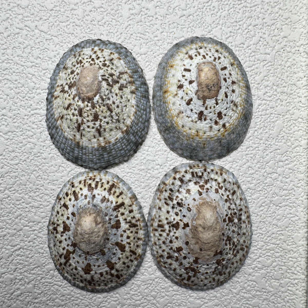 Cellana grata