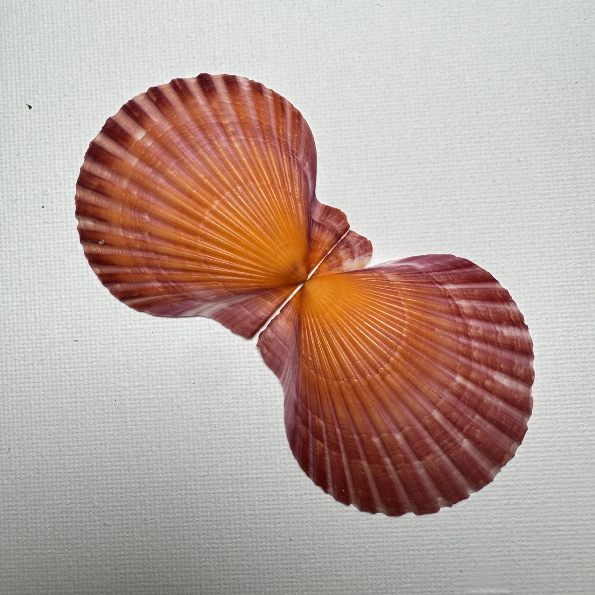 Argopecten irradians