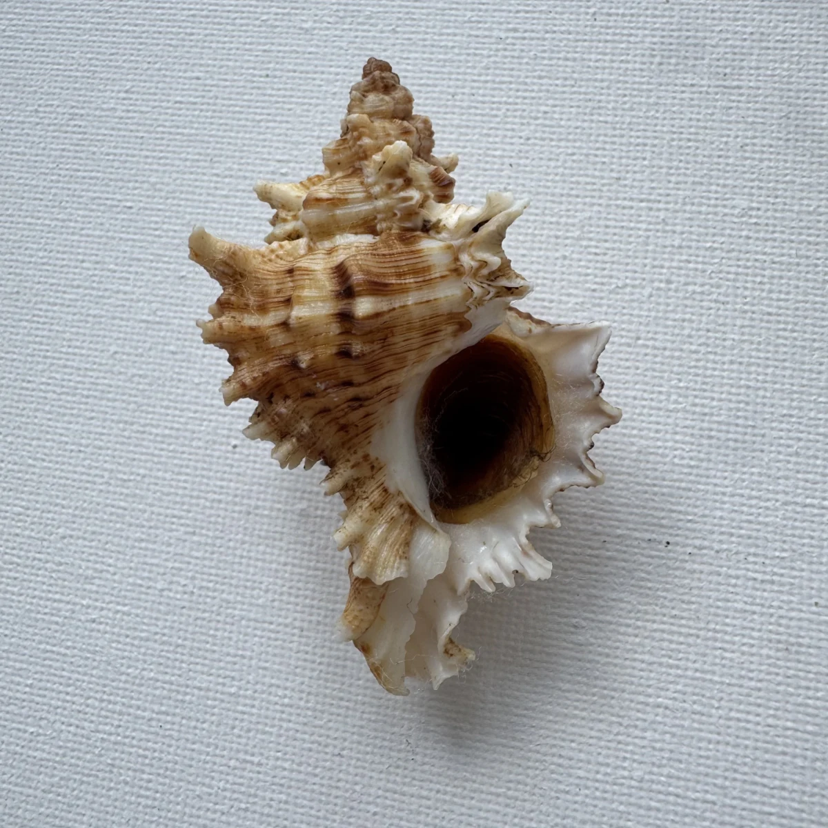 Chicoreus asianus